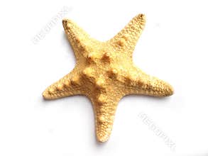 Star fish