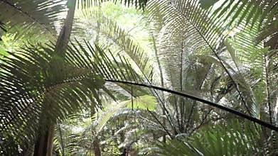 Tropical jungle forest next to the cliff
