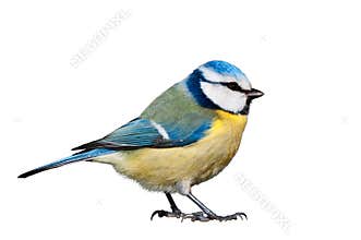 Blue tit isolated on white background