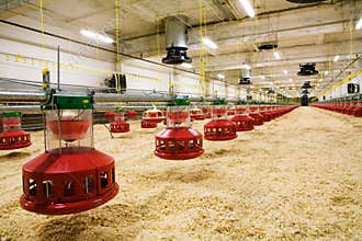 Poultry farm