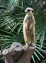 Suricata suricatta