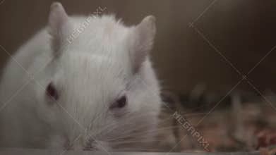 Mouse, Mice, Rodents