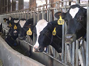 Feeding Cows