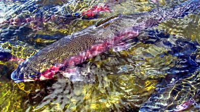 Rainbow Trout