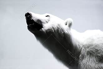Polar bear