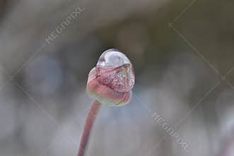 Ice and Dogwood Flower Bud