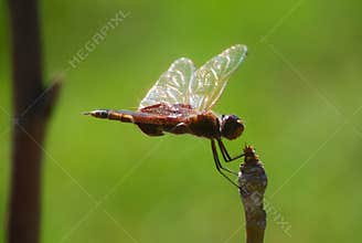 Dragon Fly with Sunbursts