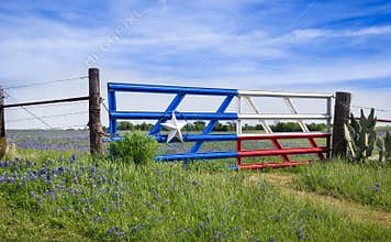 Texas bluebonnets along a fence in spring