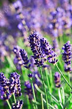 Lavender