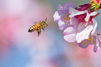Cherry Blossom and Honeybee