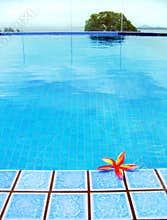 Red tropical Flower, blue resort swimming pool