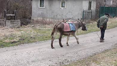 Old man with the donkey