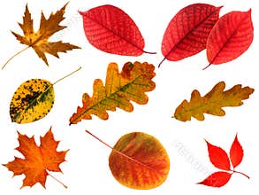 Isolated autumn leaves.