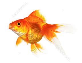 Gold fish