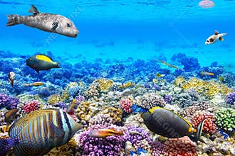 Underwater world with corals and tropical fish.