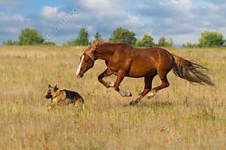 Horse and dog run