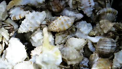 Cluster of hermit crabs