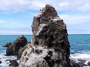 Wildlife at Ohau Point, New Zealand