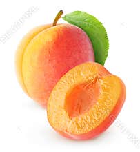 Apricot