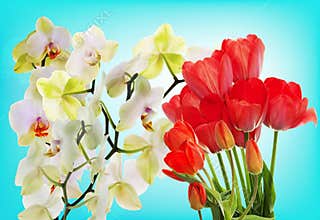 Fresh red tulips and flowers orchid.