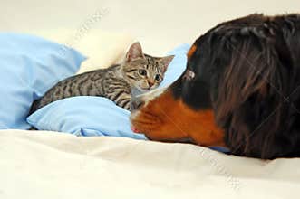 Dog and kitten