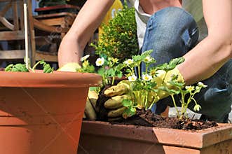 Planting Flowers in the Garden