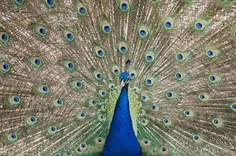 Peacock displaying plumage