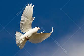 White dove in flight