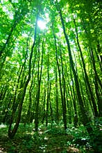 Sunlight through Forest