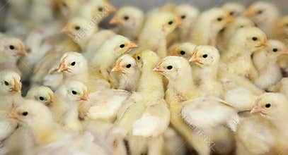 Chicken farm
