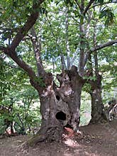 Chesnut