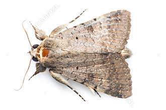 Moth