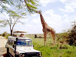 Giraffe