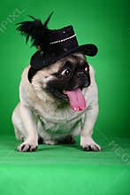 Funny pet dog