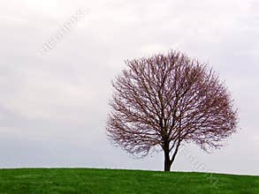 lone tree on the horizon