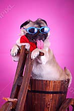 Funny pet dog
