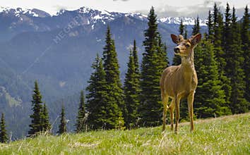Young Male blacktail deer in mountain meadow