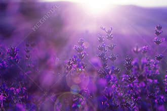 Field lavender flowers