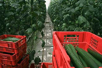 Greenhouse cucumber plantation
