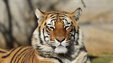 Bengal tiger portrait