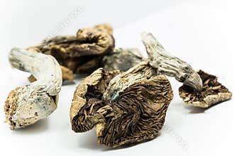 Magic Mushrooms 3