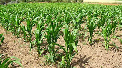 Green corn (maize) growing in the field during spring (4K)