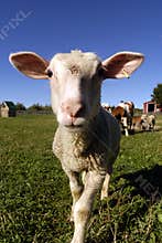 Sheep - Farm Animals