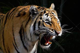 Roaring Tiger