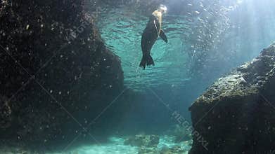 Sea lion playing with pebble underwater