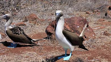Blue footed booby mating dance