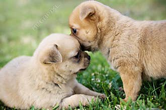 Two puppies