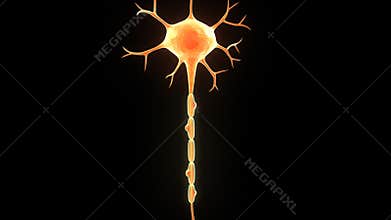 Neuron