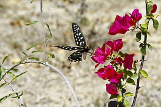 Butterfly-Papilio Pharmacophagus Antenor