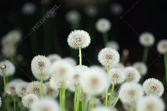 Dandelion